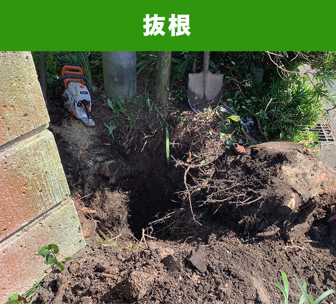 抜根