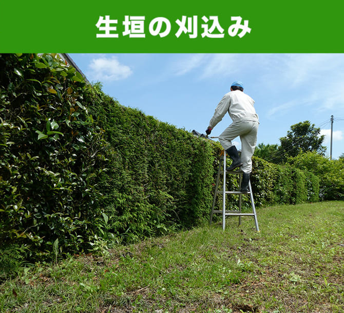 生垣の刈込み